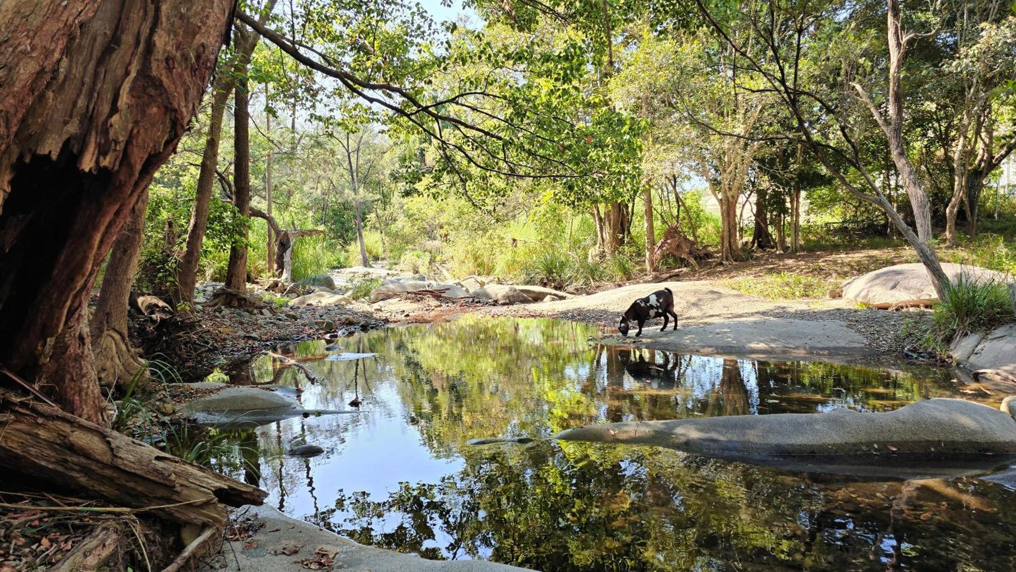 Fig Tree Farm B&B Highvale-Farmstay Near Brisbane! Esterno foto